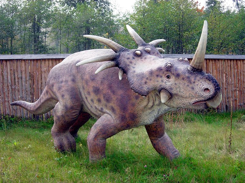 800px-Styracosaurus_Baltow_20051003_1315